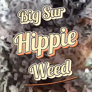 Big Sur Hippie Weed Cannabis Strain