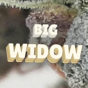 Big Widow Cannabis Strain