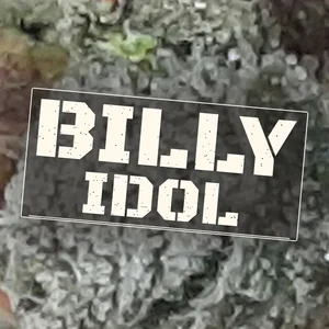 Billy Idol Cannabis Strain