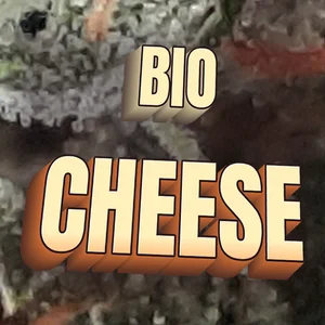 Bio Cheese Cannabis Strain
