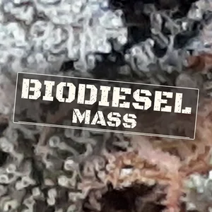 Biodiesel Mass Cannabis Strain