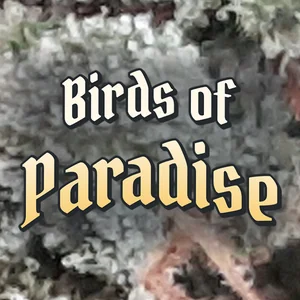 Birds of Paradise Cannabis Strain