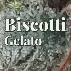 Biscotti Gelato Cannabis Strain