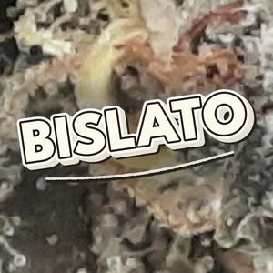 Bislato Cannabis Strain
