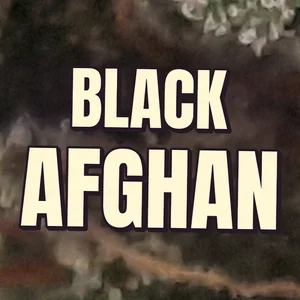Black Afghan Cannabis Strain