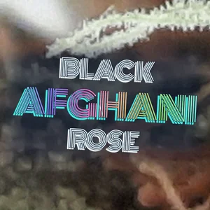 Black Afghani Rose Cannabis Strain