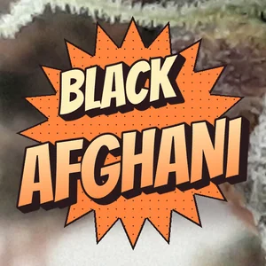 Black Afghani Cannabis Strain