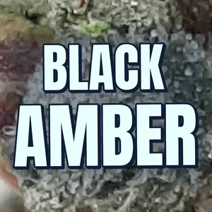 Black Amber Cannabis Strain