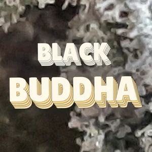 Black Buddha Cannabis Strain
