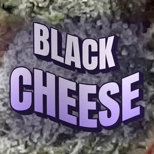 Black Cheese Cannabis Strain