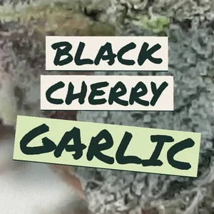 Black Cherry Garlic Cannabis Strain