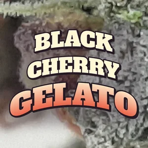 Black Cherry Gelato Cannabis Strain