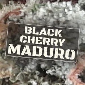 Black Cherry Maduro Cannabis Strain