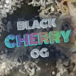 Black Cherry OG Cannabis Strain