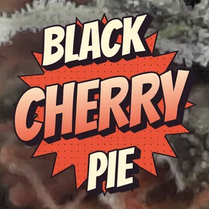 Black Cherry Pie Cannabis Strain