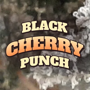 Black Cherry Punch Cannabis Strain