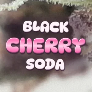 Black Cherry Soda Cannabis Strain