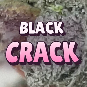 Black Crack Cannabis Strain