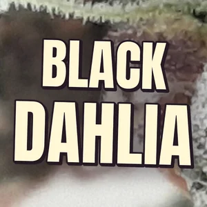 Black Dahlia Cannabis Strain