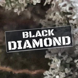 Black Diamond Cannabis Strain