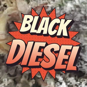 Black Diesel Cannabis Strain