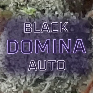 Black Domina Auto Cannabis Strain