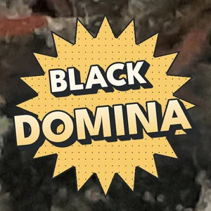 Black Domina Cannabis Strain