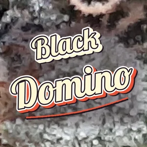 Black Domino Cannabis Strain