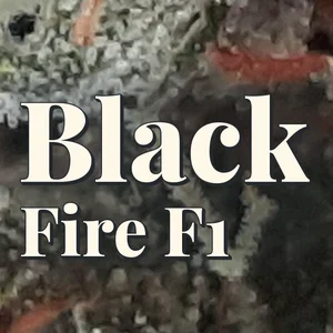 Black Fire F1 Cannabis Strain