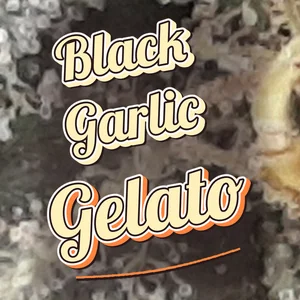 Black Garlic Gelato Cannabis Strain