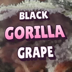 Black Gorilla Grape Cannabis Strain