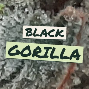 Black Gorilla Cannabis Strain