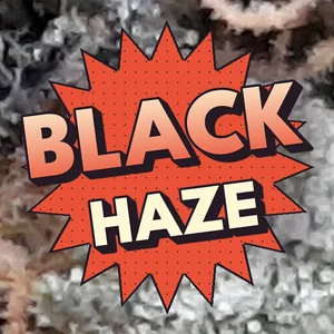 Black Haze Cannabis Strain