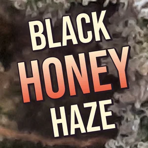 Black Honey Haze Cannabis Strain