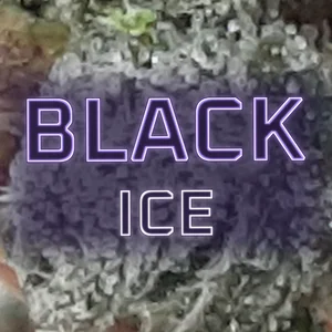 Black Ice Cannabis Strain