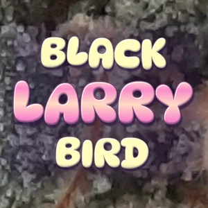 Black Larry Bird Cannabis Strain