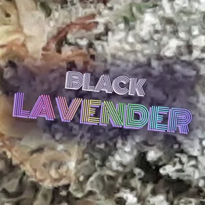 Black Lavender Cannabis Strain