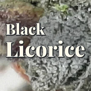 Black Licorice Cannabis Strain