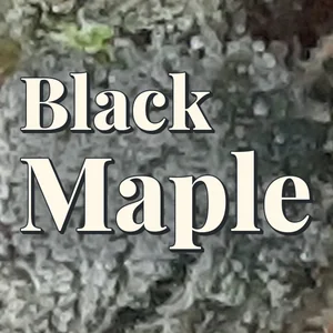 Black Maple Cannabis Strain