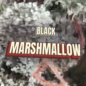 Black Marshmallow Cannabis Strain