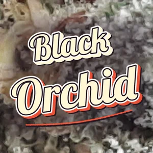 Black Orchid Cannabis Strain