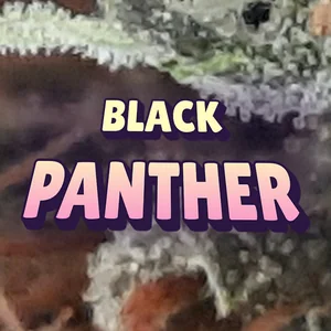 Black Panther Cannabis Strain