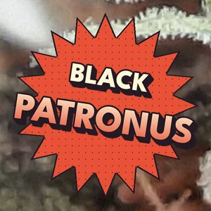 Black Patronus Cannabis Strain
