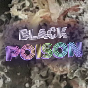 Black Poison Cannabis Strain