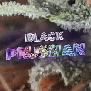 Black Prussian Cannabis Strain