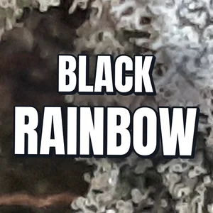 Black Rainbow Cannabis Strain
