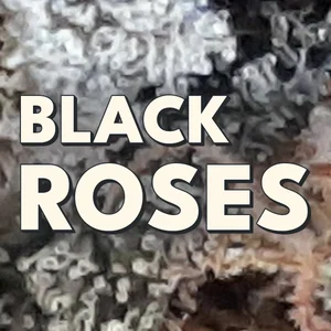Black Roses Cannabis Strain