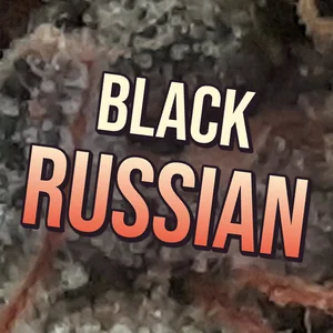 Black Russian Cannabis Strain