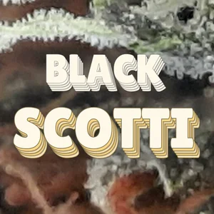 Black Scotti Cannabis Strain