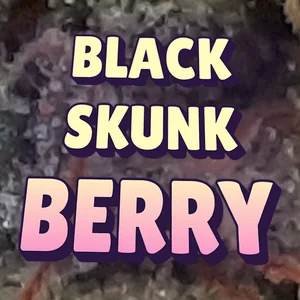 Black Skunk Berry Cannabis Strain